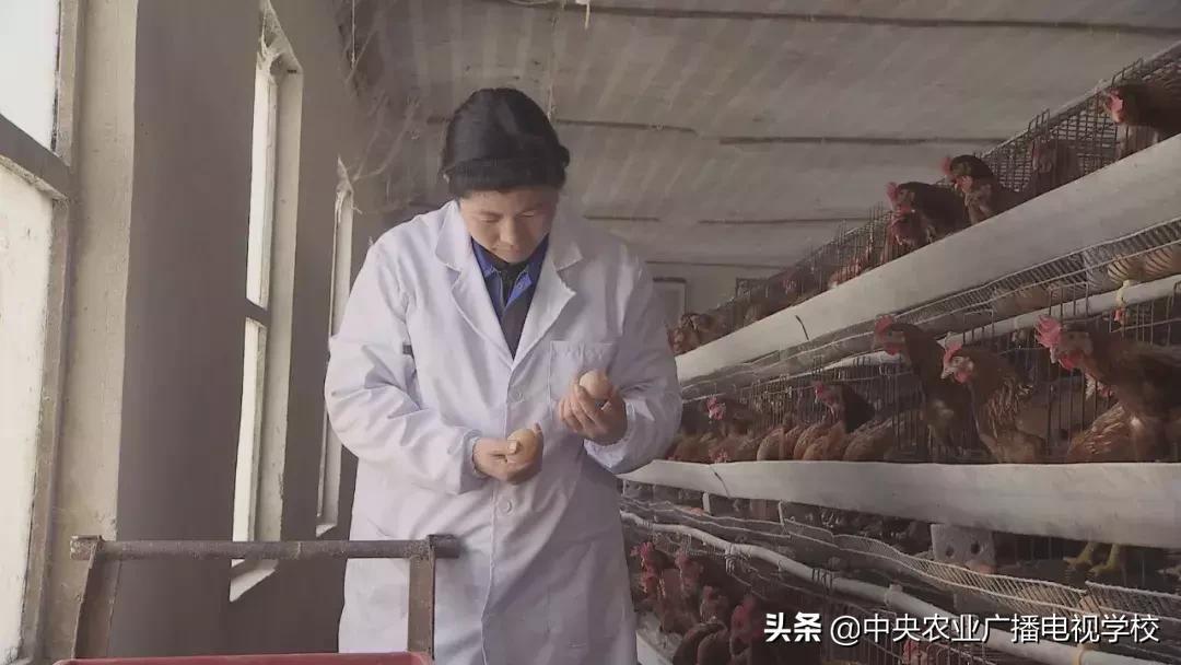 母鸡下软壳蛋吃什么改善,母鸡下软壳蛋怎么补救