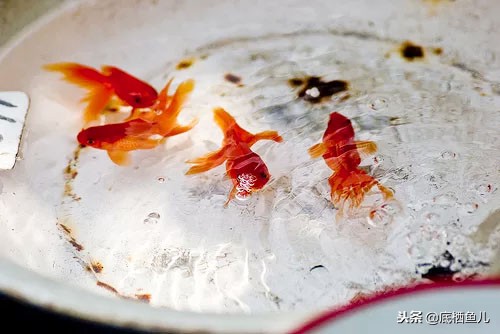 古法养鱼室外怎么过冬浙江,北方古法养鱼怎么过冬