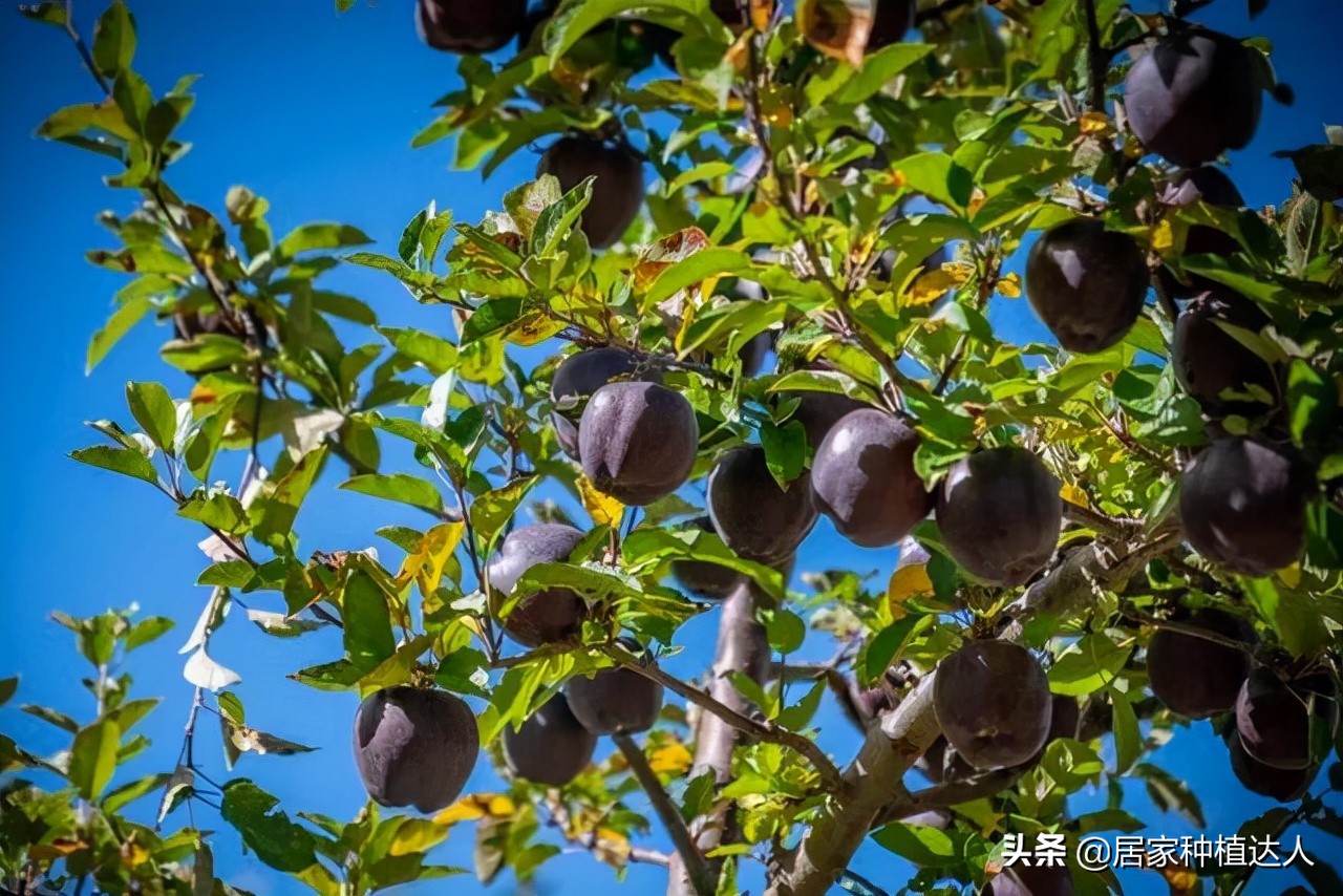 湖北适合种植的耐旱耐寒的坚果树,当今既抗寒又耐高温四季常绿树