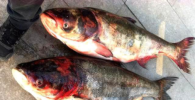 每天百斤鱼获的秘密，牵扯出锚鱼者极力隐藏的“血腥杀戮”