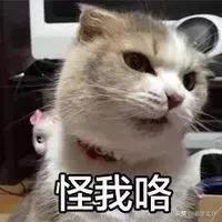如何改掉猫咪乱挠乱咬的毛病,猫咪为什么会挠猫粮