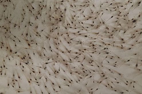 南美白对虾养殖虾苗怎么选择,白对虾虾苗什么时间段放好