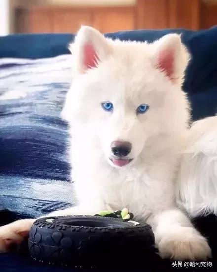 哈士奇和萨摩耶生的孩子长什么样,哈士奇和萨摩的孩子能长到多少斤