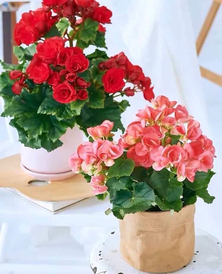 丽格海棠怎么养才能更旺盛呢,丽格海棠怎样能开花饱满