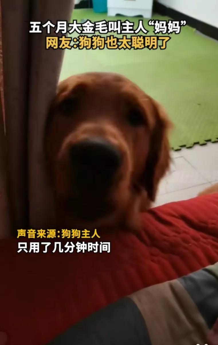 狗狗居然会喊妈妈,狗狗对主人不会叫只会嘤嘤嘤