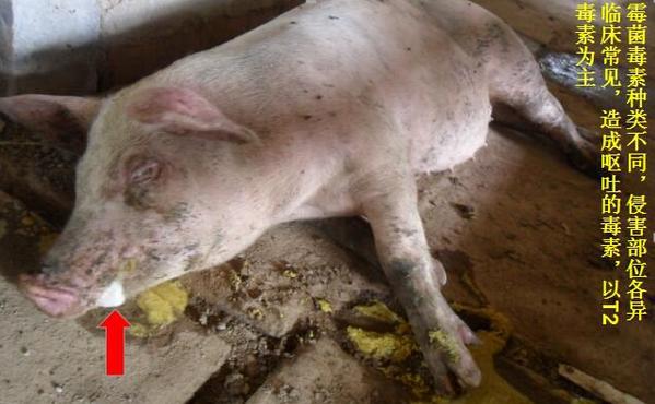 猪拉稀呕吐嘴和耳朵发紫怎么回事,猪呕吐怎么回事怎么治疗