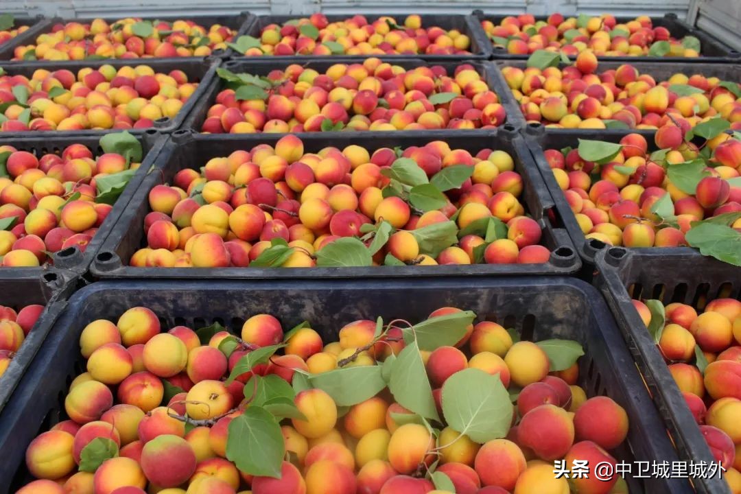 宁夏最穷人口最少的市,宁夏最富的县vs宁夏最穷的县