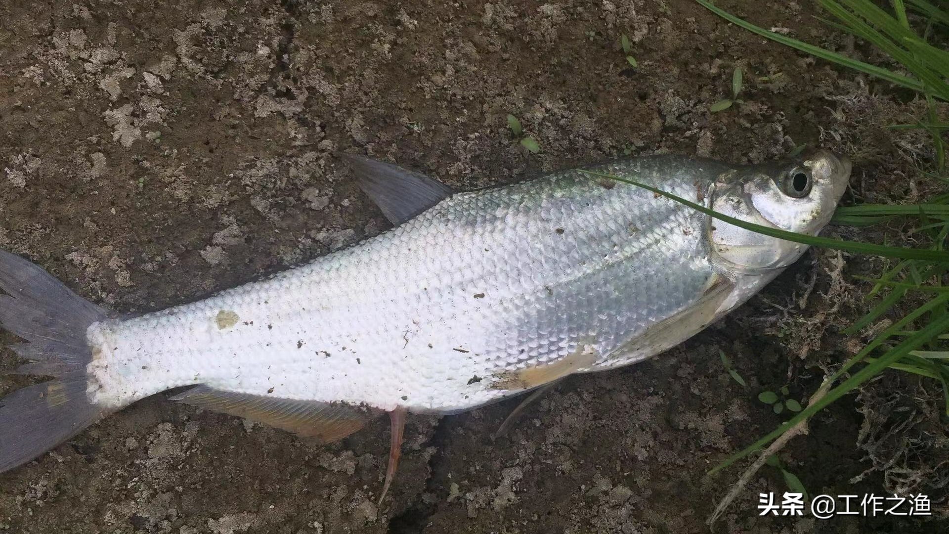再战红水河盘翘嘴,再战芦苇荡钓法