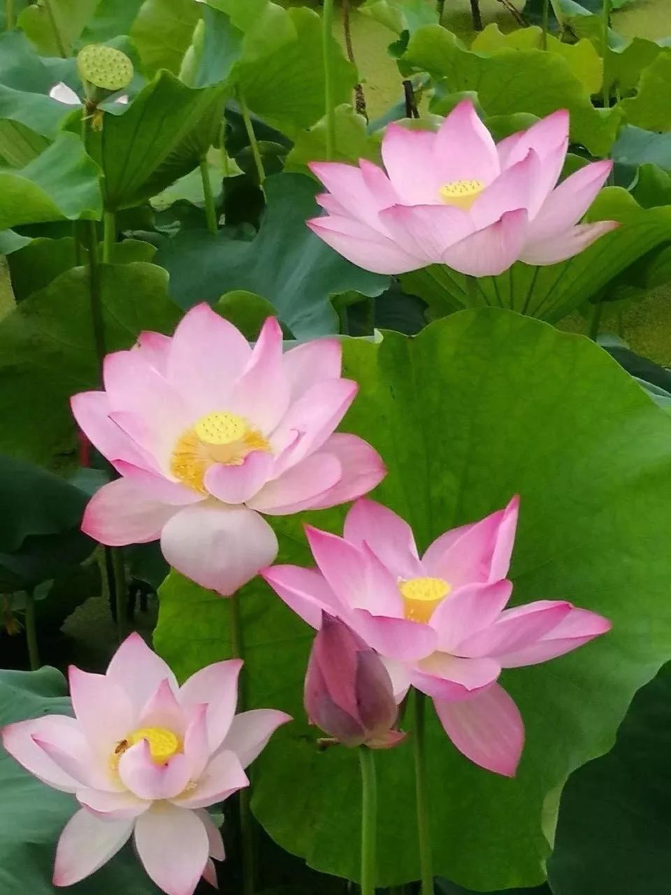 这六种花寓意吉祥好养易活,公认最吉利的4种花