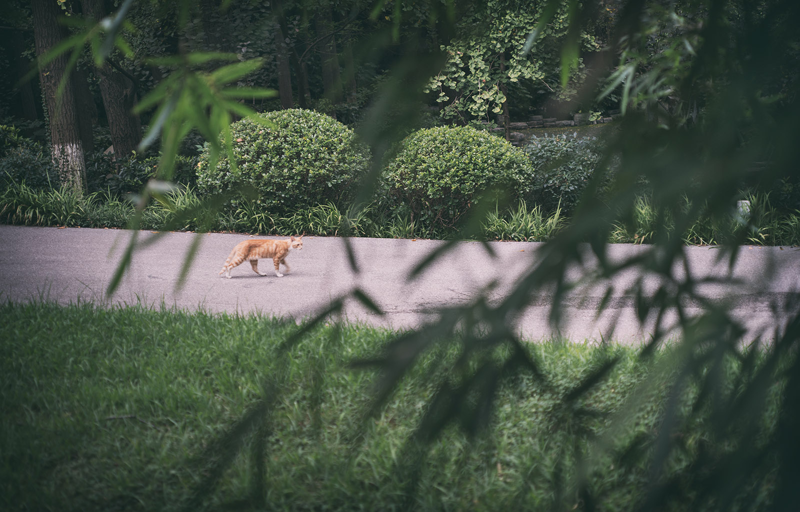 尼康2021年新相机,尼康2021年新相机及镜头展望