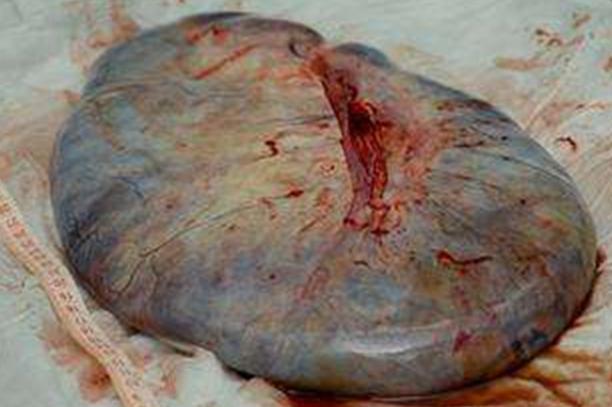 提高卵巢功能都要做什么,提高母牛养殖效益