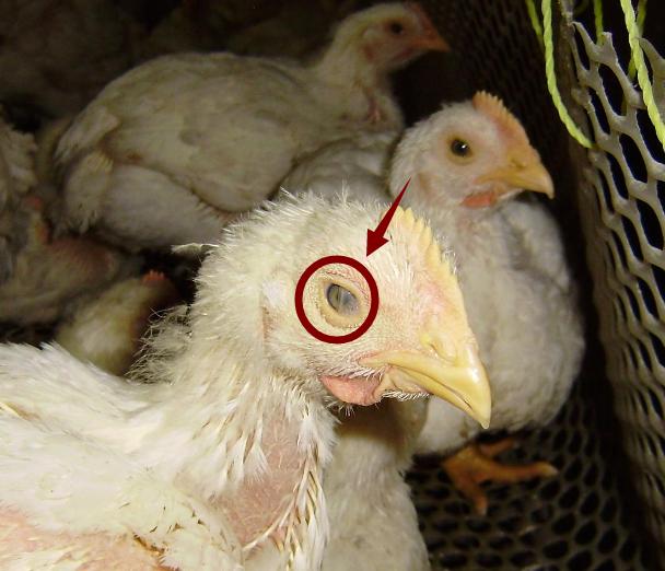 鸡口流粘液眼睛肿,鸡单侧眼肿是什么病有传染