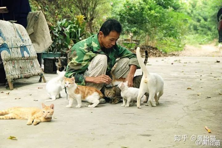 淘宝一斤猫粮多少钱,淘宝猫粮什么牌子好又便宜