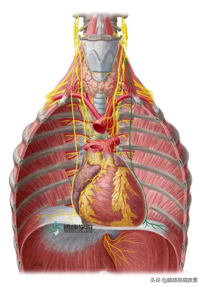 最全!脊神经系统汇总