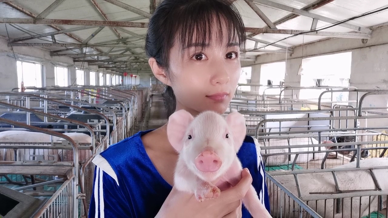 猪场管理实用技巧如何预防猪病,养猪疾病预防书籍