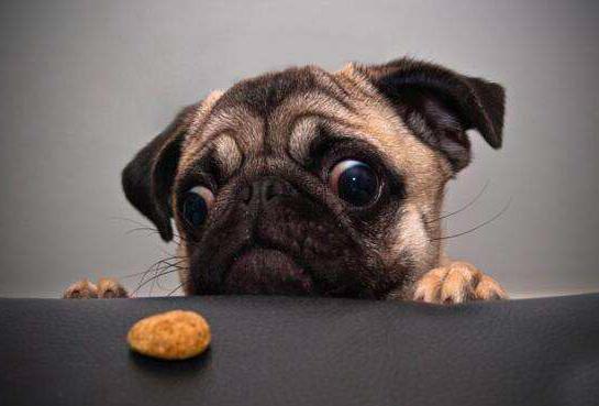 狗到底能不能吃奥利奥,狗到底能不能吃剩饭