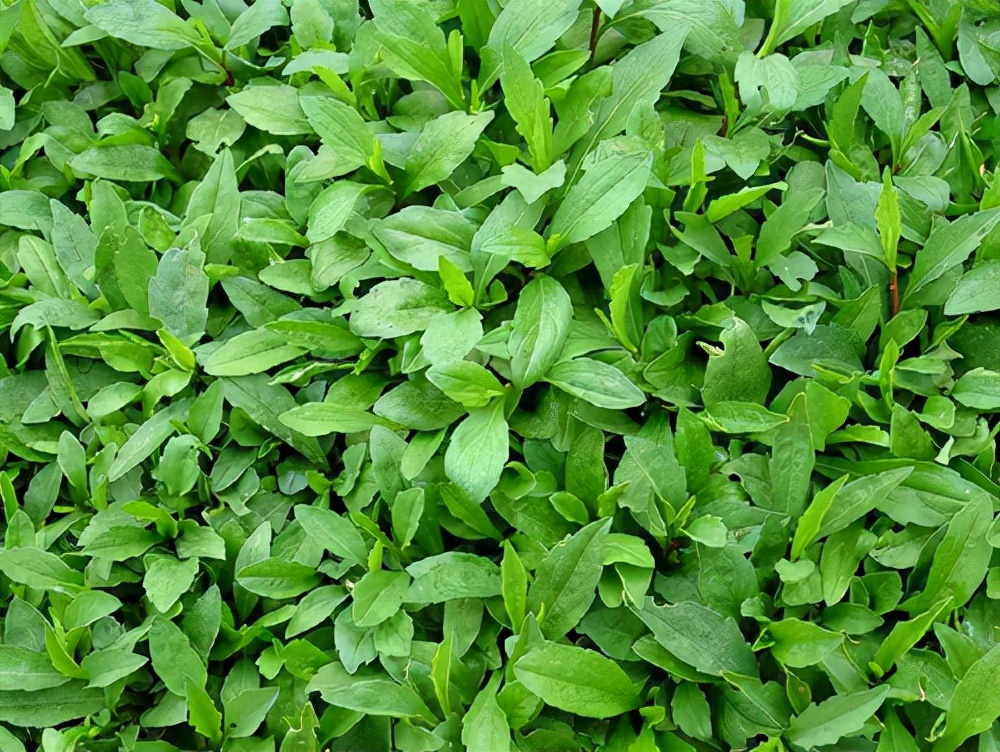 农村常吃的40种野菜你吃过几种呢,这10多种野菜你吃过哪些