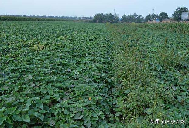 农村种植什么赚钱不愁销路,农村最赚钱的种植创业项目有哪些