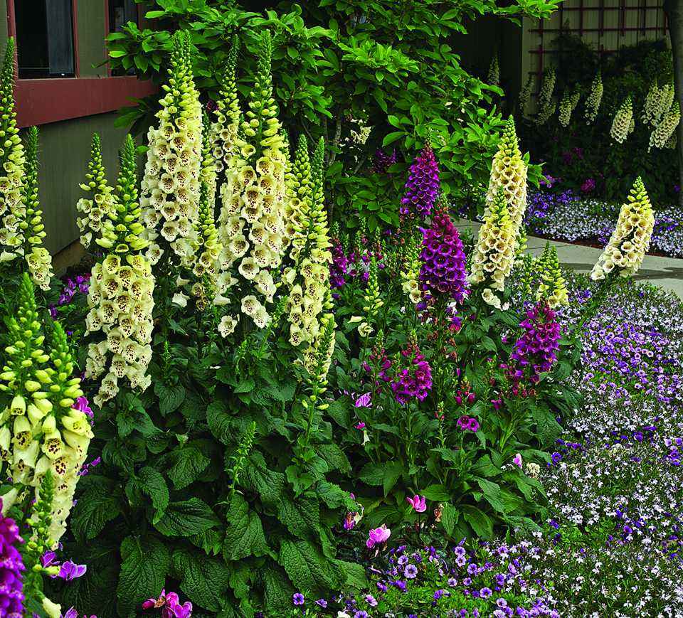 植物有哪些保护自己生存的绝招,植物遇到危险如何防御