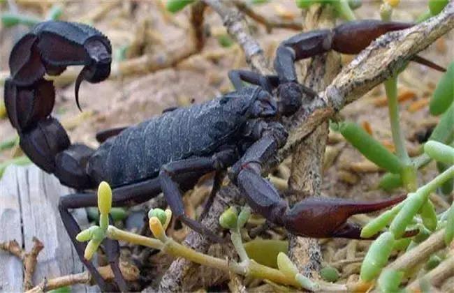 适合农民创业的养殖小投入大回报,农村特种养殖