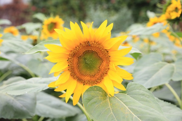 森林花海亲子游攻略,森林公园亲子游推荐