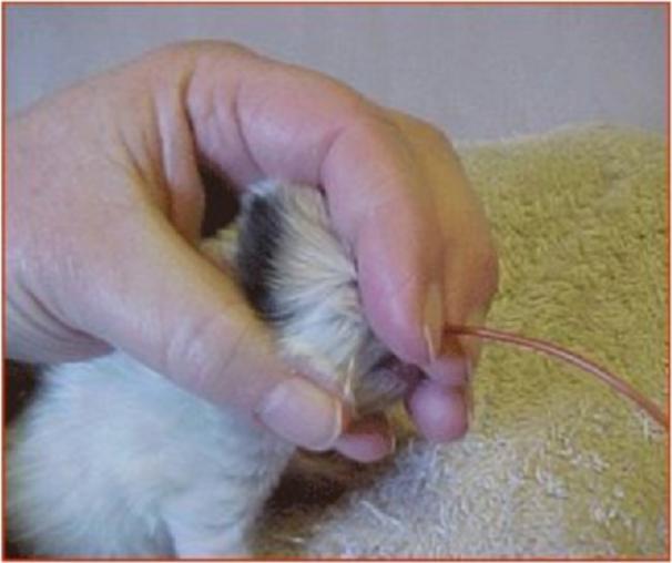 幼猫胃管使用方法,庄园猫宫