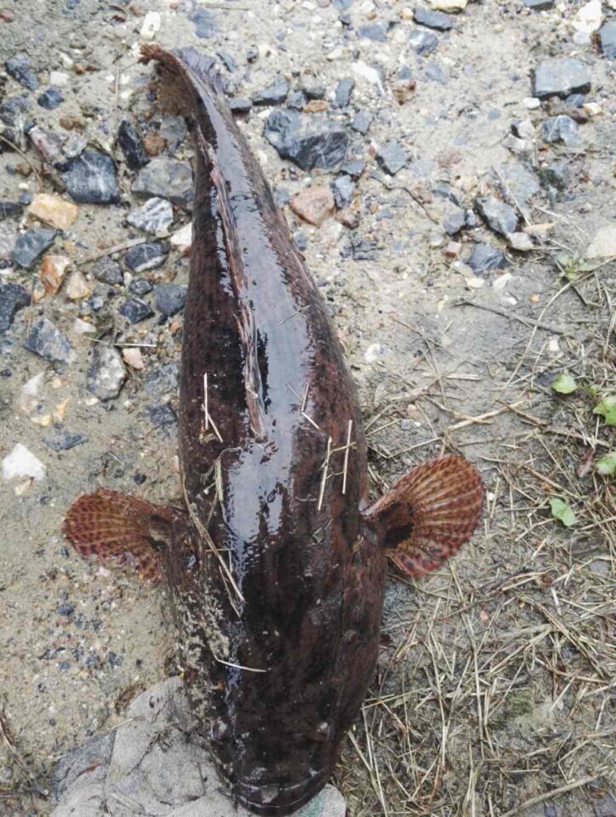 太可惜!广元钓鱼人钓起一些“黑壳小鱼”,见其丑怪丢回水中