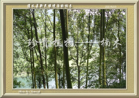 楠木渡前世今生,楠木渡镇名字的由来