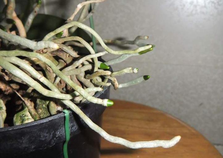 蝴蝶兰花期施肥的正确方法视频,蝴蝶兰施肥的方法