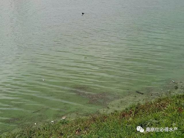 杀蓝藻现象,螃蟹塘用石灰可以杀蓝藻吗