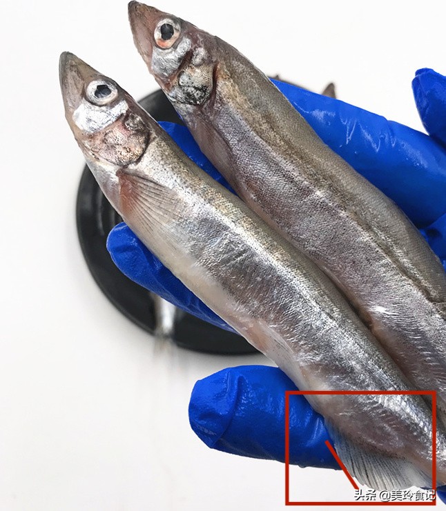 多春鱼的营养搭配方法大全,多春鱼好吃吗营养价值高吗