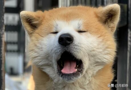 纯种秋田犬多少钱一只,纯种秋田犬幼崽多少钱一只