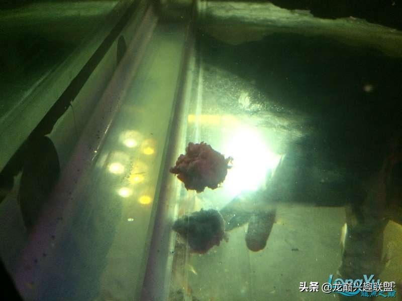 手把手教你做龙鱼最强营养秘方食谱--鲜虾牛肉狮子头，别馋哈