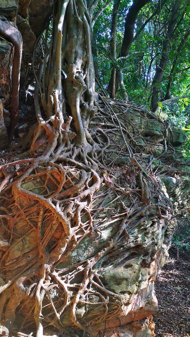 青秀山有什么独特之处,青秀山里有什么美景