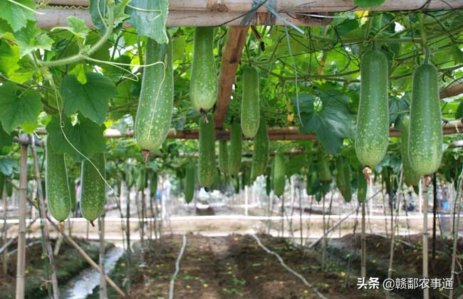 种植节瓜用什么肥才能高产,怎样才能使黄瓜高产多结瓜