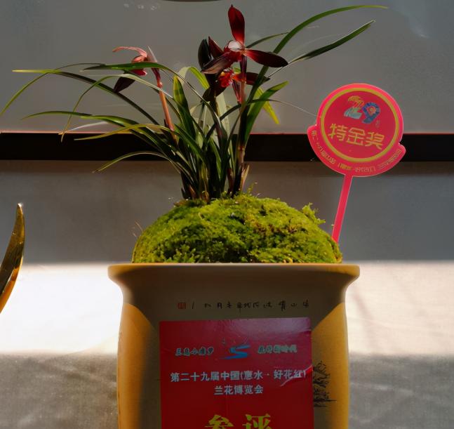 国兰第一名红素兰花,春兰十大红素兰图