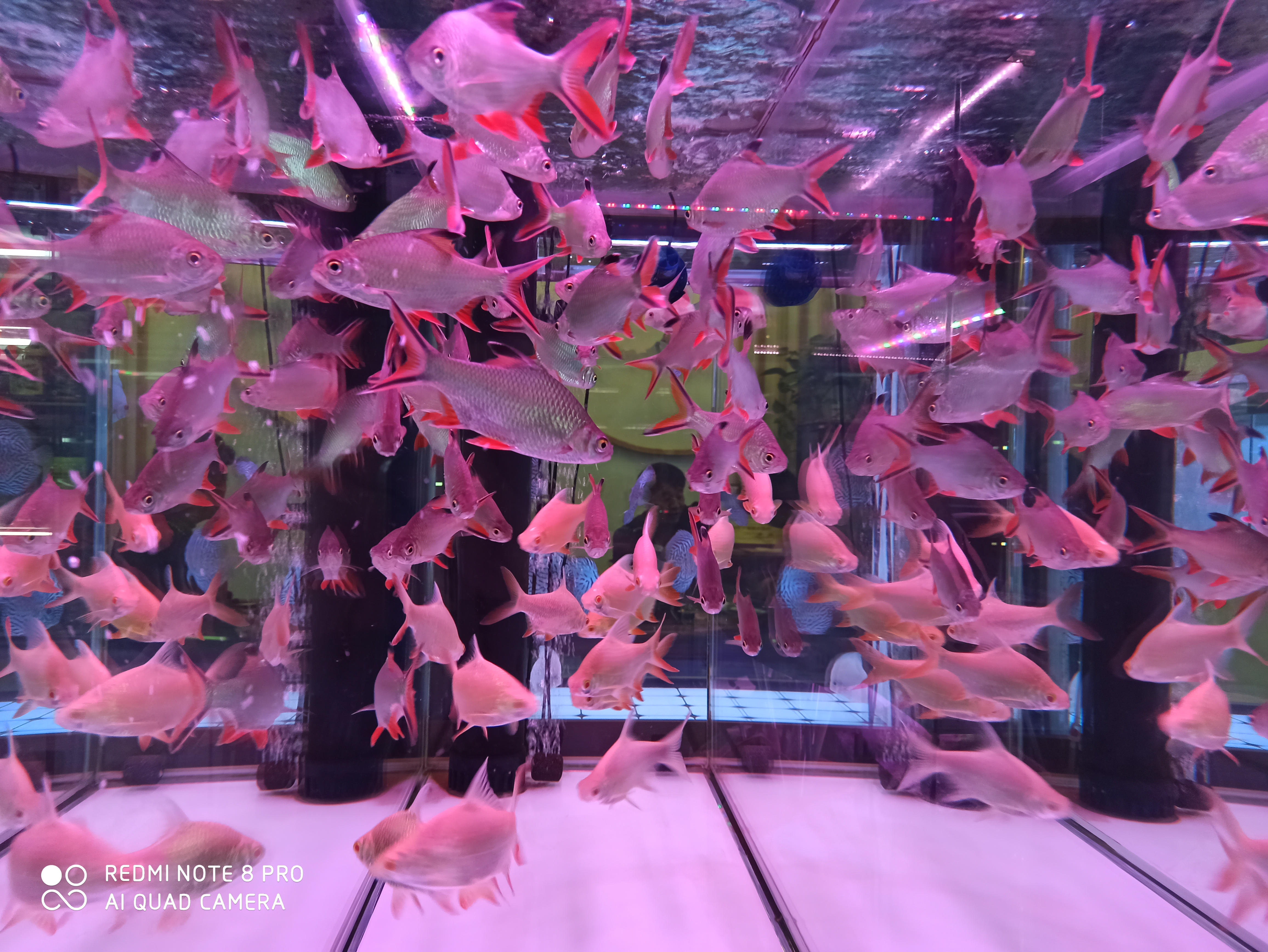 颜色艳丽便宜的热带鱼,热带鱼怎么买呀