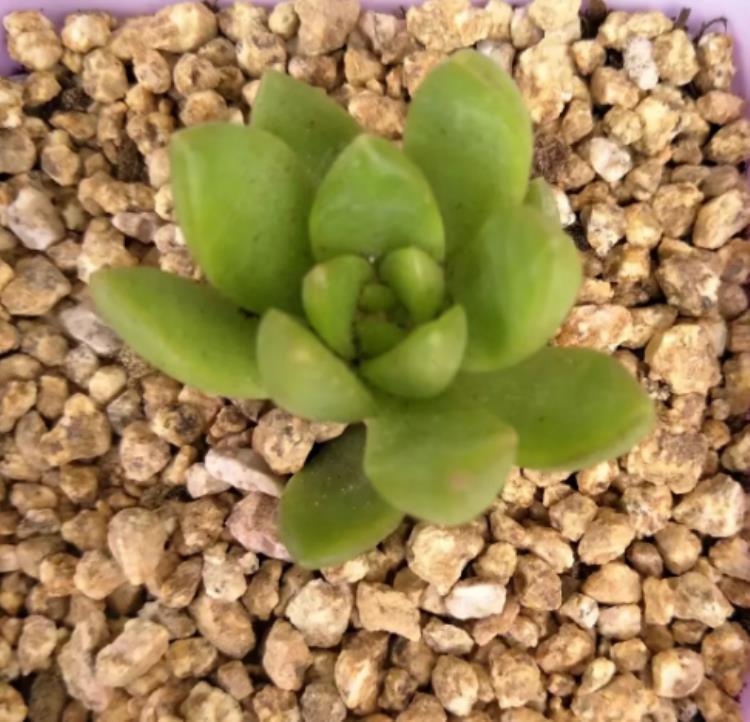 多肉植物为什么会长白色的虫,多肉为什么会得白粉黑斑