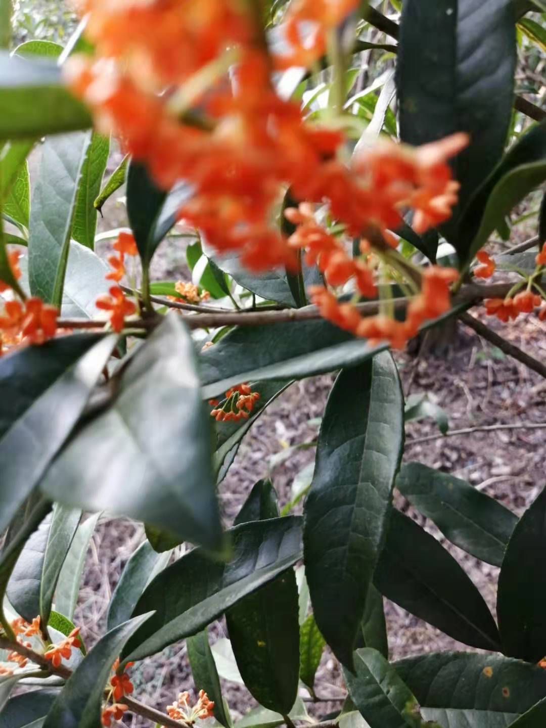 秋天丹桂,丹桂秋天几月长新芽