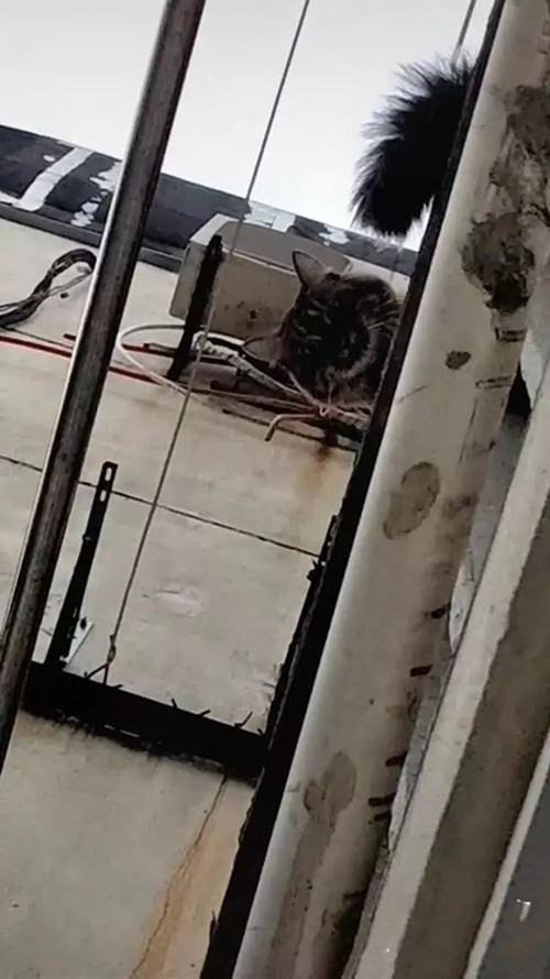 晒被子时发现楼上在滴水,女子正要上去理论,一抬头却无语了