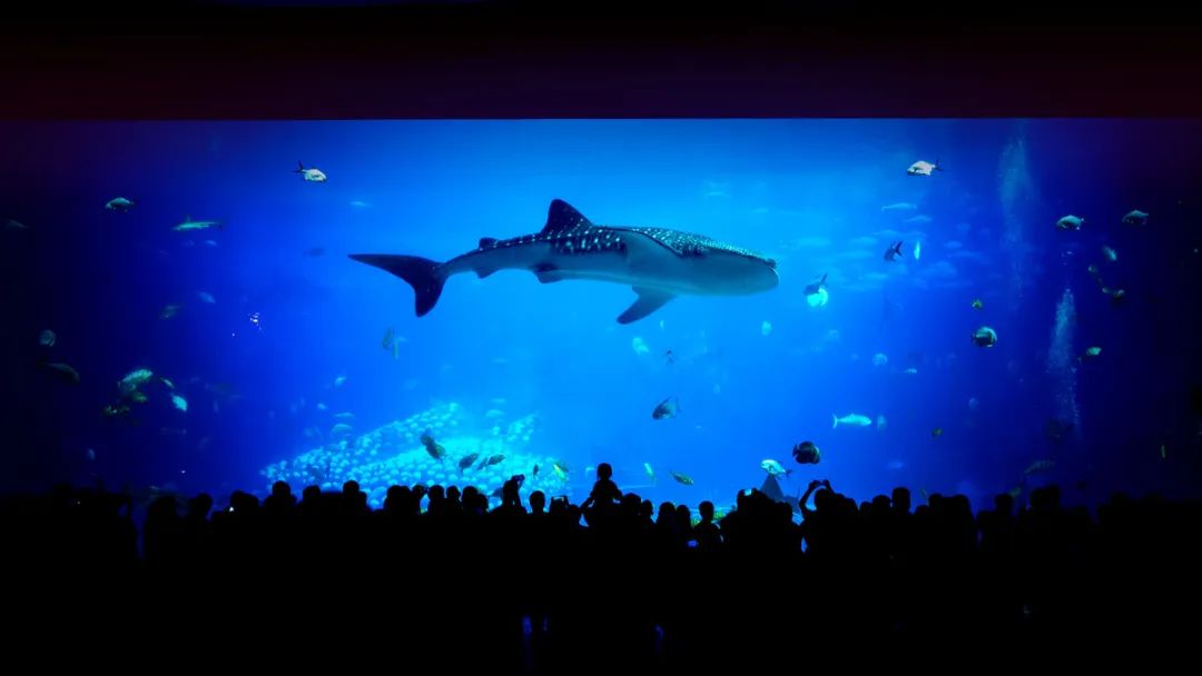 先去广州长隆再去珠海长隆攻略,带小朋友来珠海长隆两天一晚攻略