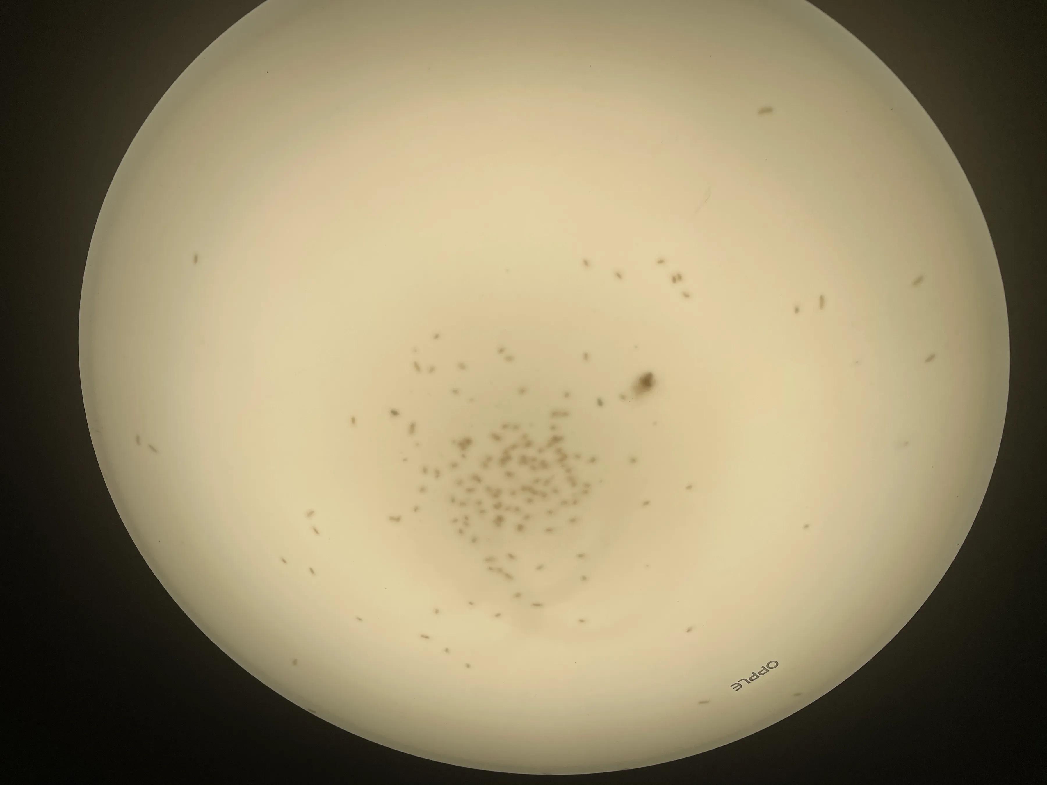 明天我的小屁屁要去深圳了