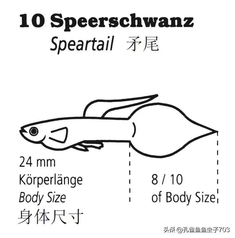 为啥我买的孔雀鱼尾巴特别小,为什么买的孔雀鱼养不活