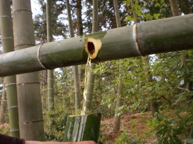 曾经很火的竹筒酒,竹子灌酒竹子还能活吗