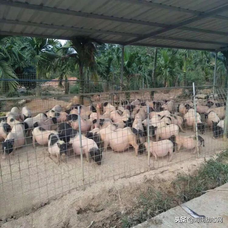 在海南万宁感受海滩风光,海南万宁必吃