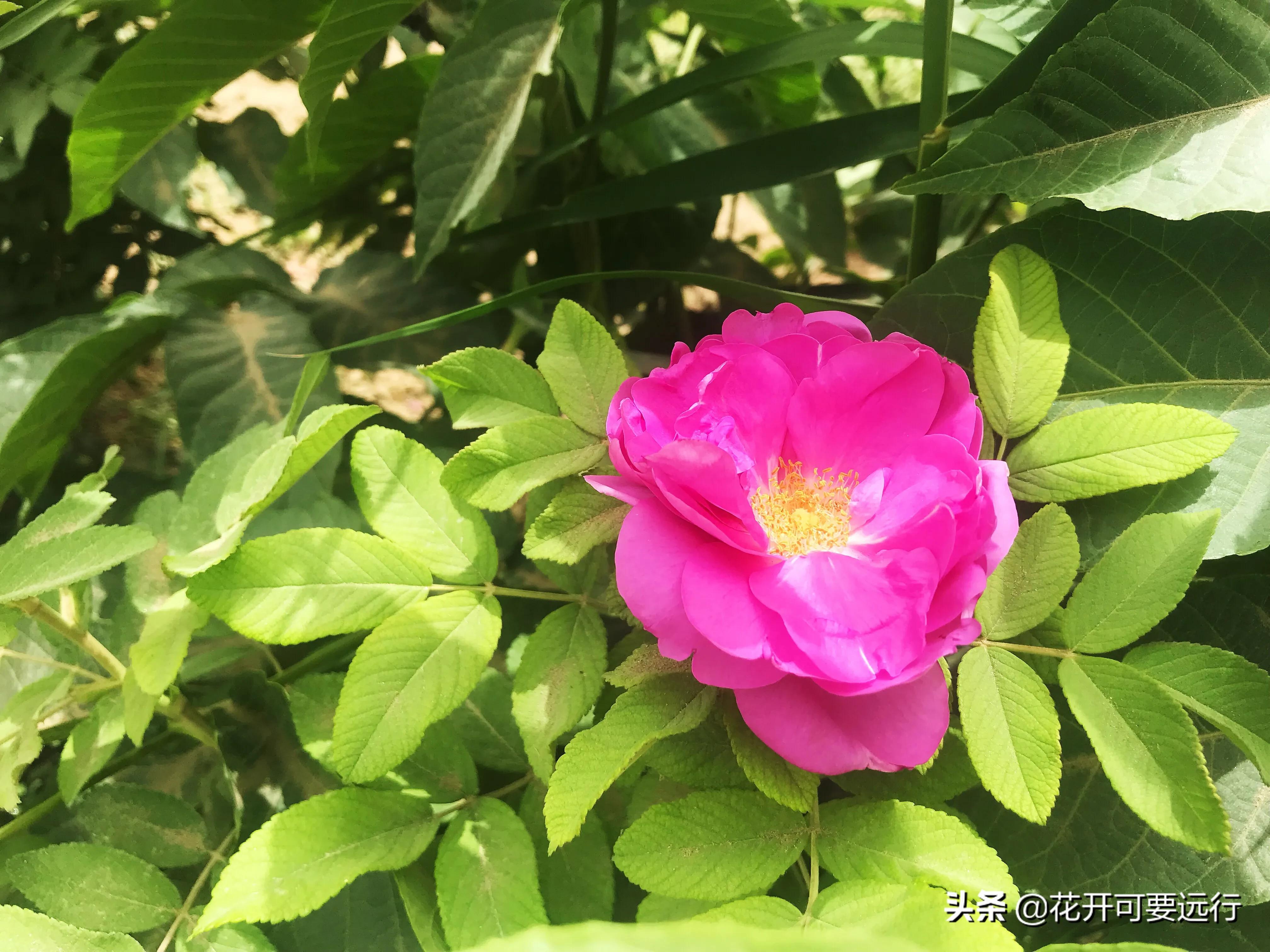 民丰到轮台全程565.66公里，限速80的塔克拉玛干沙漠公路，打卡吗