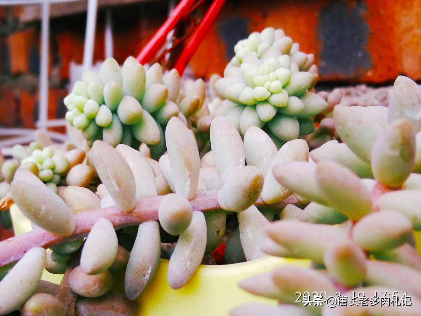 多肉既不发根也不死怎么办,多肉太久没浇水枯萎怎么挽救