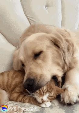 搞笑视频专治不开心,搞笑动图gif女司机