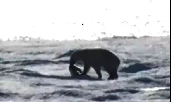 红帽子白胡子的老人,白胡子红帽子老人