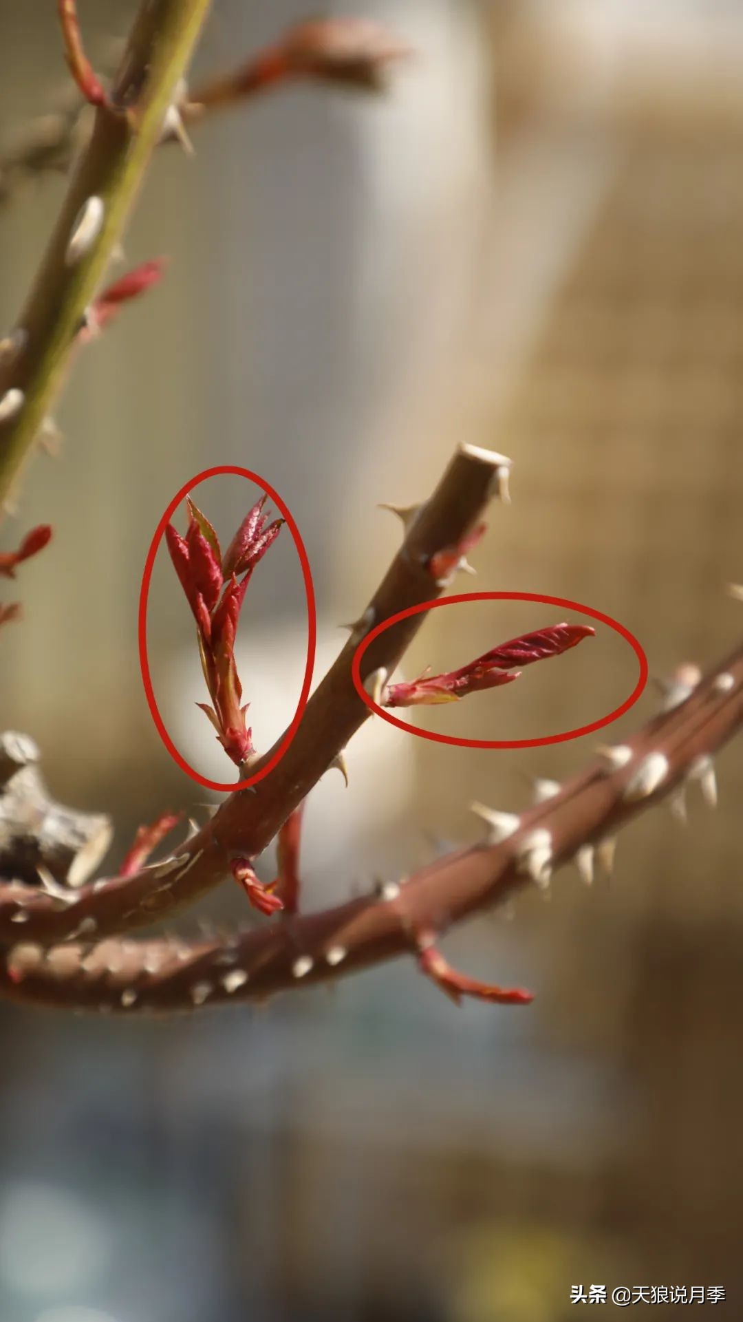 月季怎么抹芽最好,月季的抹芽方法